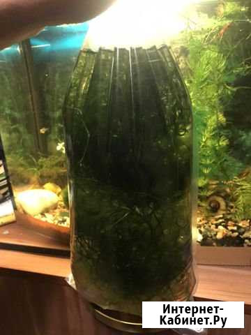 Водоросли Голицыно - изображение 1