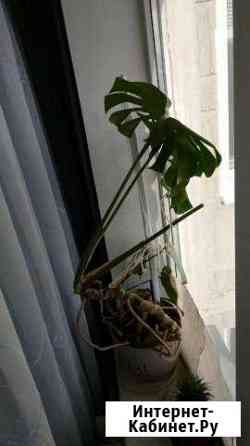 Монстера Тверь