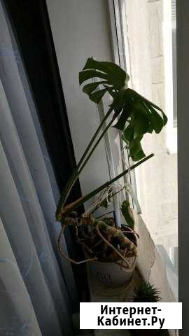 Монстера Тверь - изображение 1