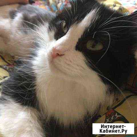 Отдам кошечку Кулешовка