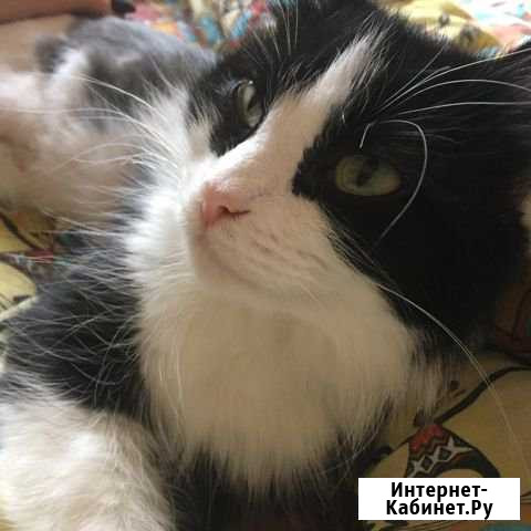 Отдам кошечку Кулешовка - изображение 1