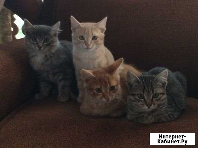 Котята Луховицы - изображение 1
