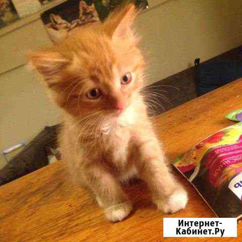 Котят в добрые руки Обнинск