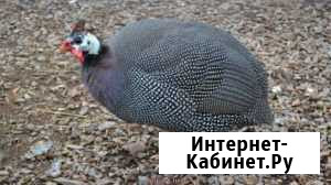 Домашняя птица Шелехов - изображение 1