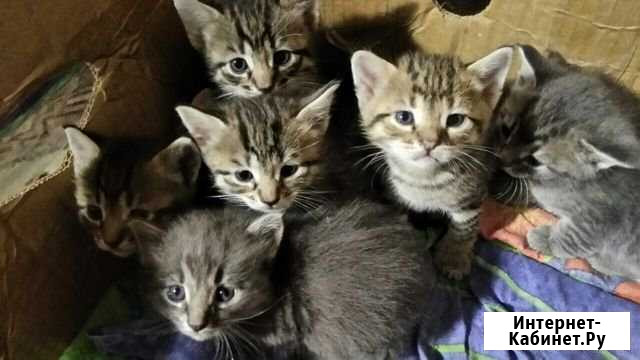Отдам красивых котят Дзержинск - изображение 1