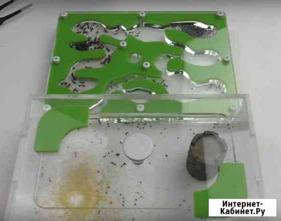 Муравьиная ферма (Формикарий) Омск