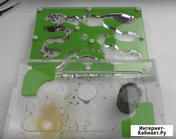 Муравьиная ферма (Формикарий) Омск - изображение 1