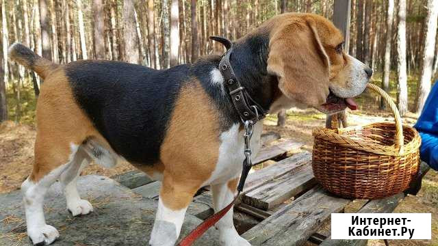 Бигль Ростов-на-Дону - изображение 1