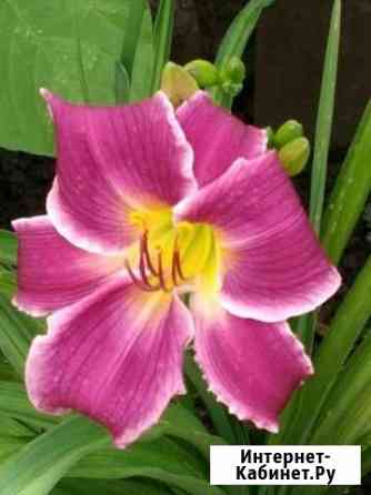 Лилейники и флоксы Оренбург