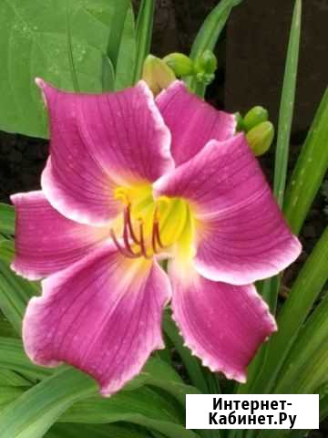 Лилейники и флоксы Оренбург - изображение 1