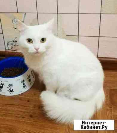 Кошка Анхелика 1,5 г, лоток, знает, рожать не буде Салават