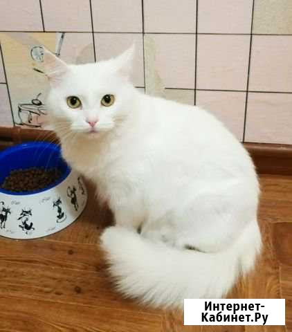 Кошка Анхелика 1,5 г, лоток, знает, рожать не буде Салават - изображение 1