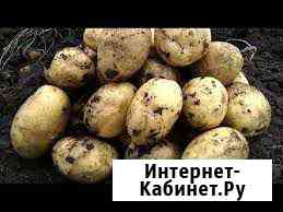 Картофель собственного производства Кемерово