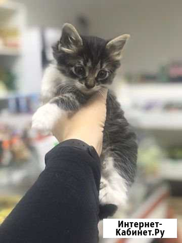 Котята Нальчик - изображение 1