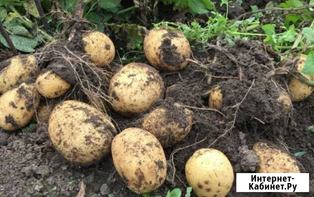Продам домашний картофель Чернянка - изображение 1