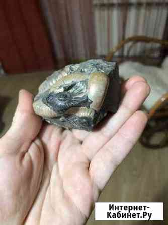 Окаменелость аммонит Майкоп
