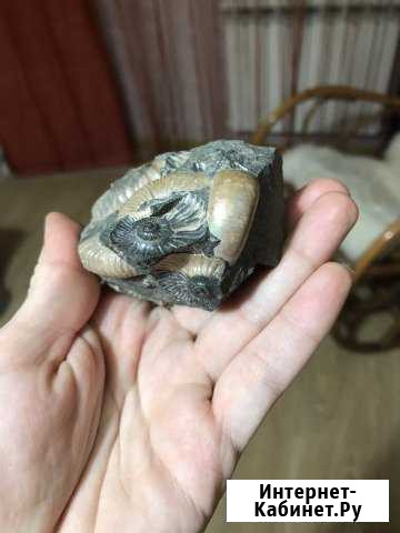 Окаменелость аммонит Майкоп - изображение 1