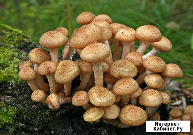 Опята свежие Курган - изображение 1