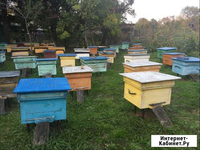 Продаю пасеку Благовещенск - изображение 1