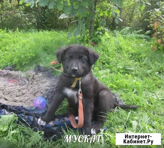 Мускат ищет дом Петрозаводск - изображение 1