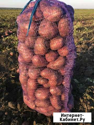 Продаю картофель Нижний Новгород - изображение 1