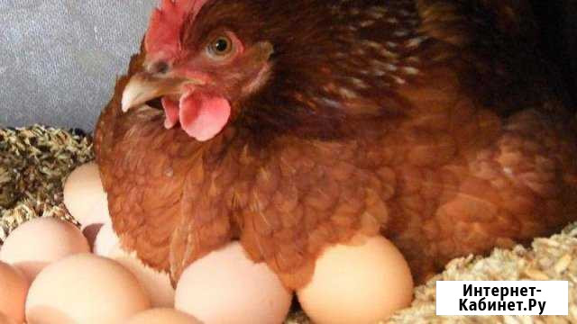 Кубанка. Несушки Владикавказ - изображение 1