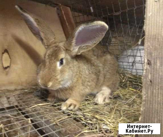Кролики Нижние Вязовые - изображение 1
