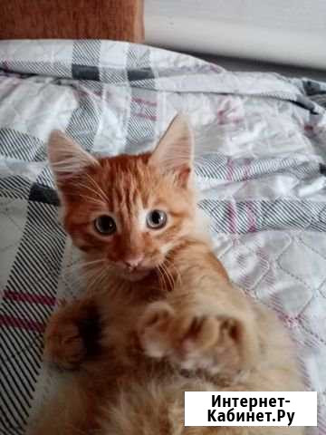 Котята Юрюзань - изображение 1