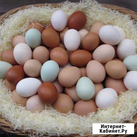 Инкубационные яйца Солнечногорск - изображение 1
