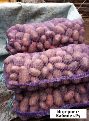 Продам картофель Каменск-Уральский - изображение 1