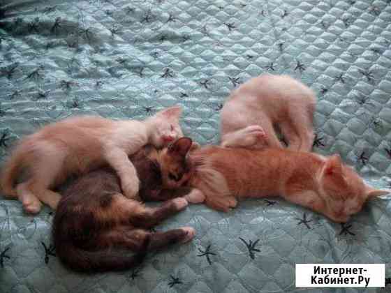 Отдам котят в заботливые ручки) Камышин