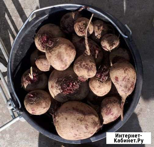Свекла Воскресенск - изображение 1