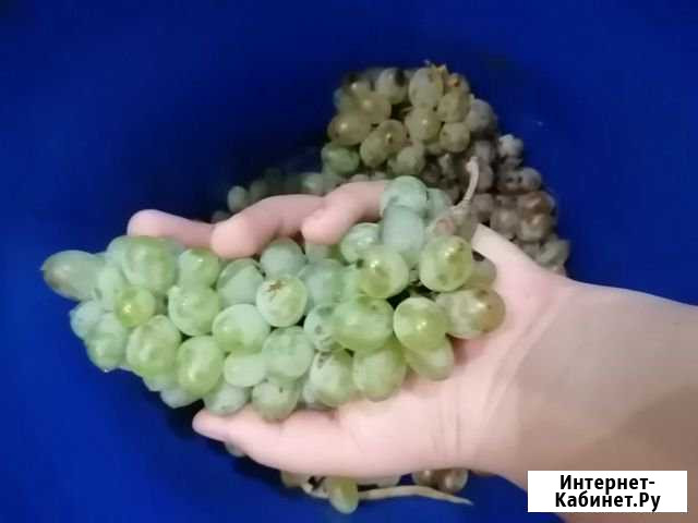 Элитный столовый виноград для вино Двубратский - изображение 1
