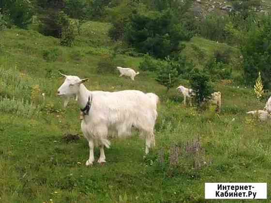 Молоко козье Калуга