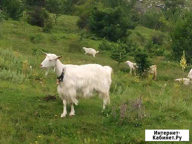 Молоко козье Калуга - изображение 1