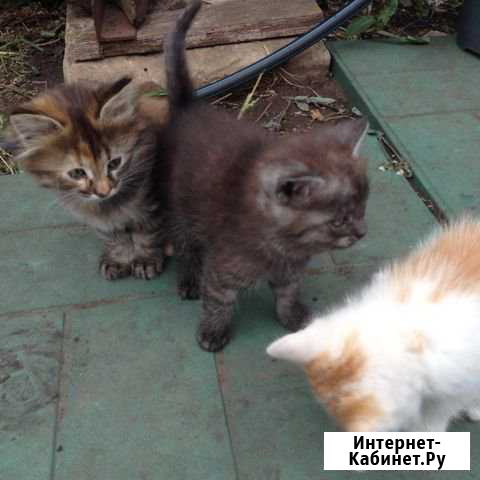 Котята Альметьевск - изображение 1