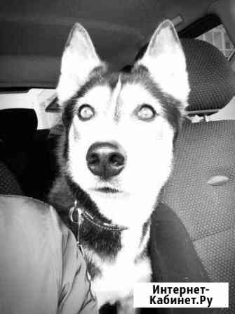 Хаски в добрые руки Набережные Челны