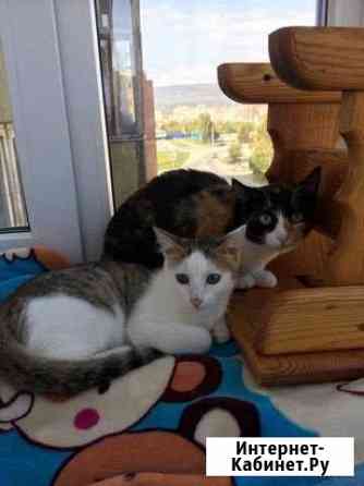 Котёнок Златоуст