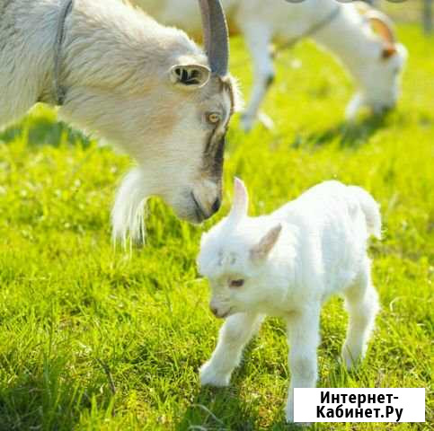 Козье молоко Кочубеевское - изображение 1