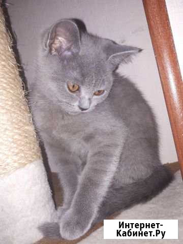 Шотландский голубого окраса с родословной Петропавловск-Камчатский - изображение 1