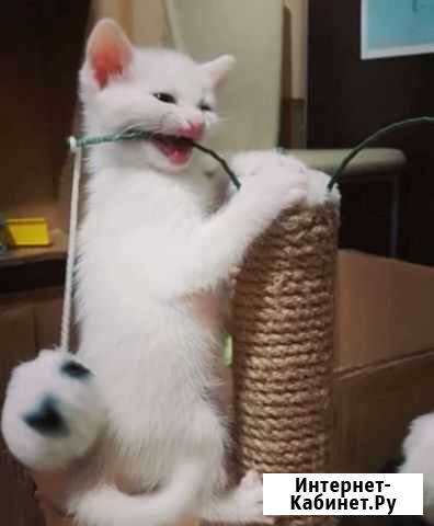 Снежок Волжский Волгоградской области - изображение 1