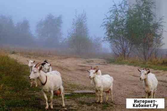 Корова козы Калуга