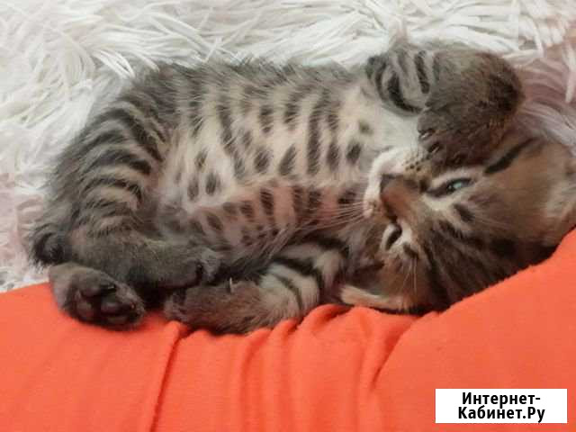 Котята Азов - изображение 1