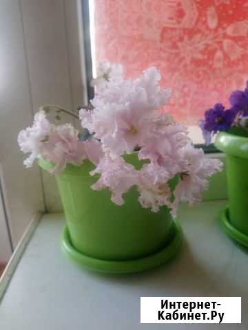 Фиалки Благовещенск - изображение 1