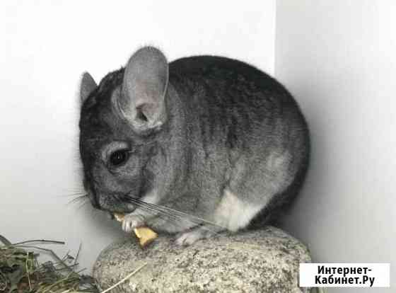 Шиншиллы из питомника разных окрасов Москва