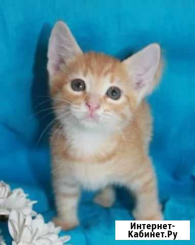 Золотко Волжский Волгоградской области - изображение 1