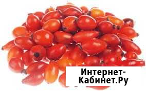Шиповник свежий Шебекино - изображение 1