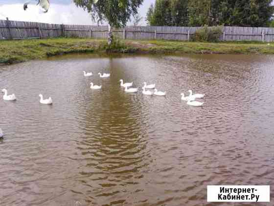Гуси Ковров