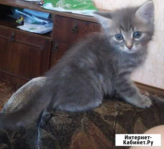 Котенок Бор - изображение 1