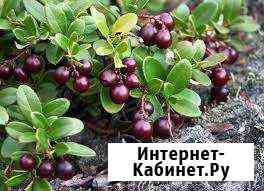 Брусника Ангарск